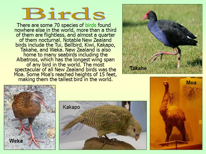 There are some 70 species of birds found nowhere else in the world, more